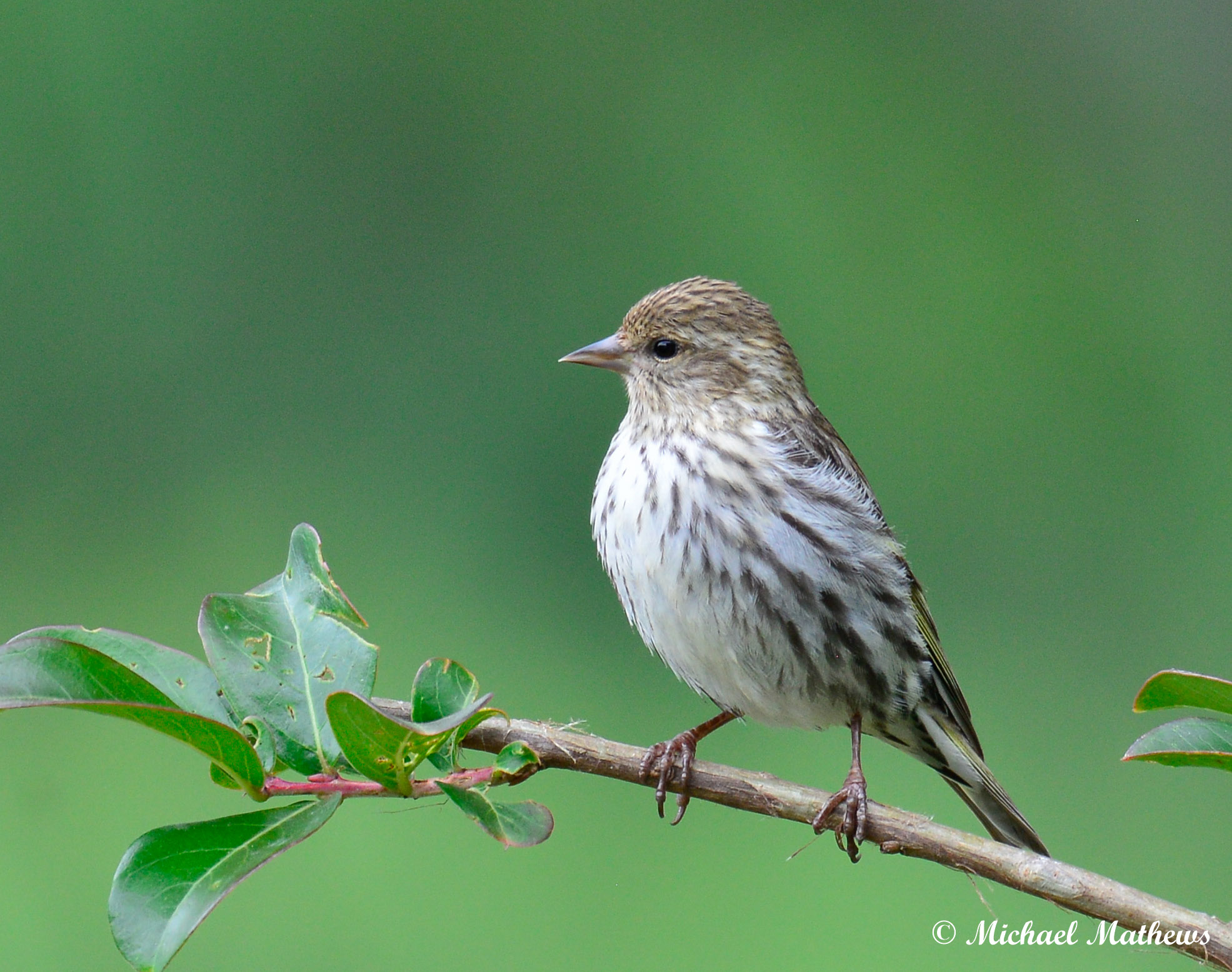 HouseSparrowFemale050816 1