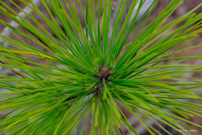 LoblollyPine 03 07 16 9