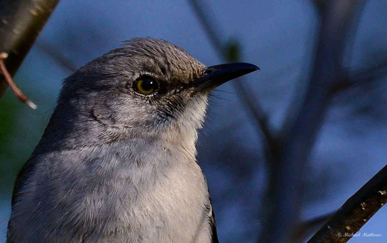 Mockingbird 03 26 16 2