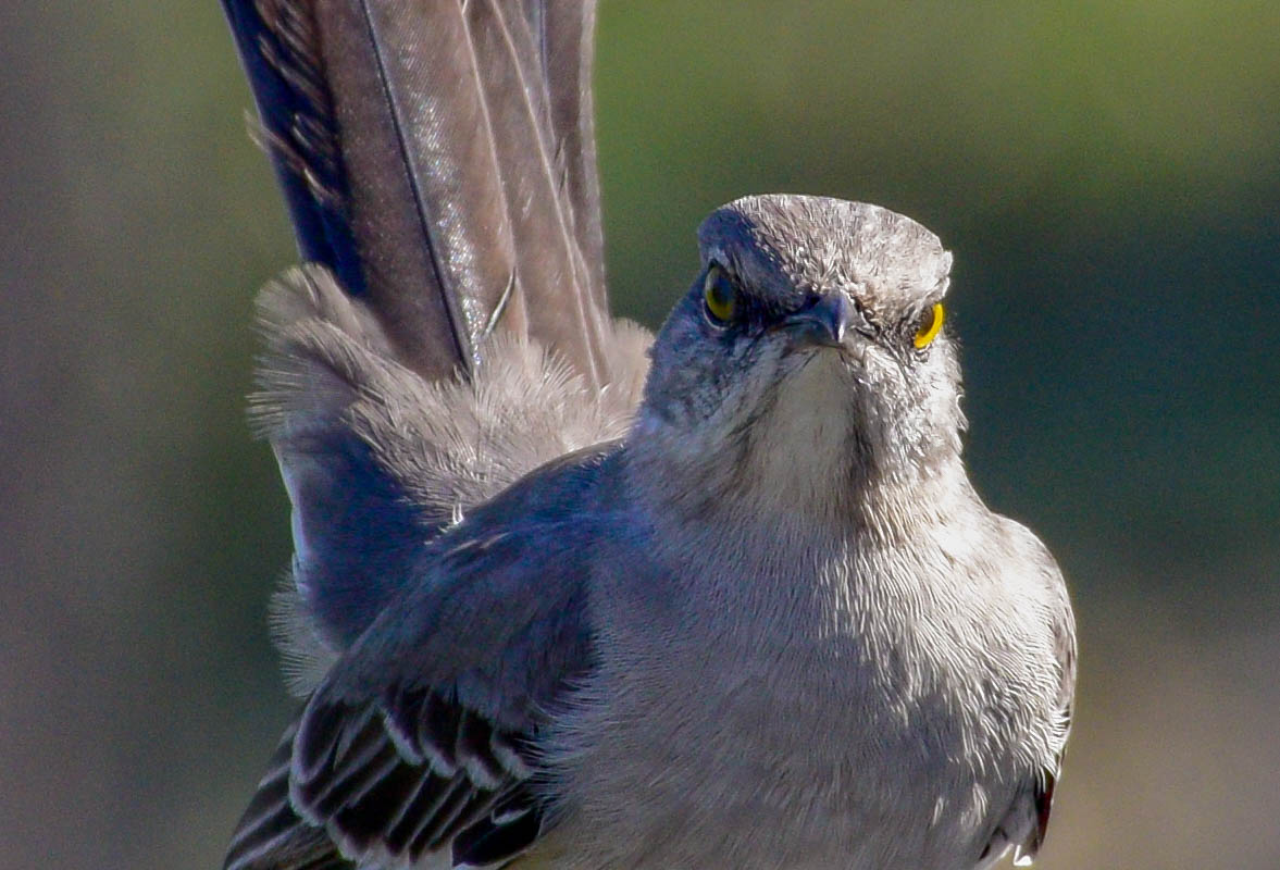 Mockingbird011216close