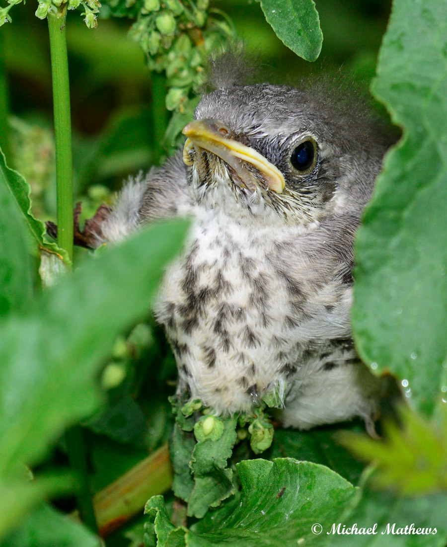 MockingbirdFledgling 050316 1