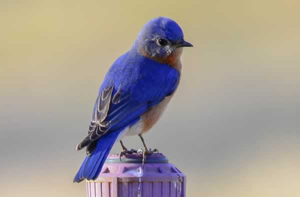 Bluebird 2 02 27 16 24