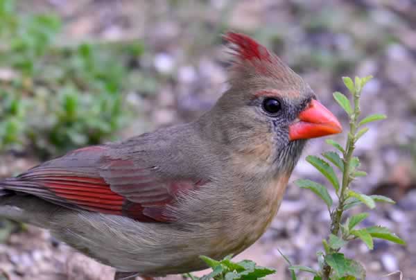 FemaleCardinal02 29 16 24