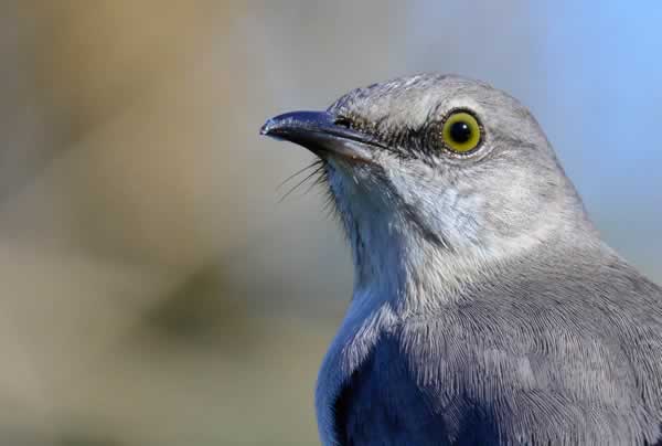 Mockingbird 030116 24