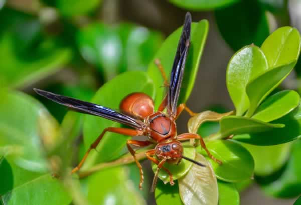 RedWasp 2 02 27 16 24