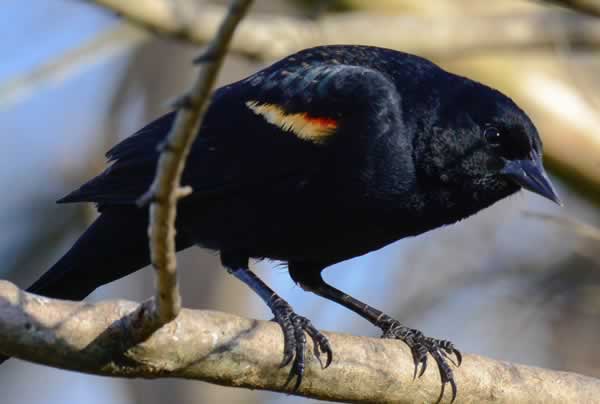 RedWingBlackbird 13 030116 24