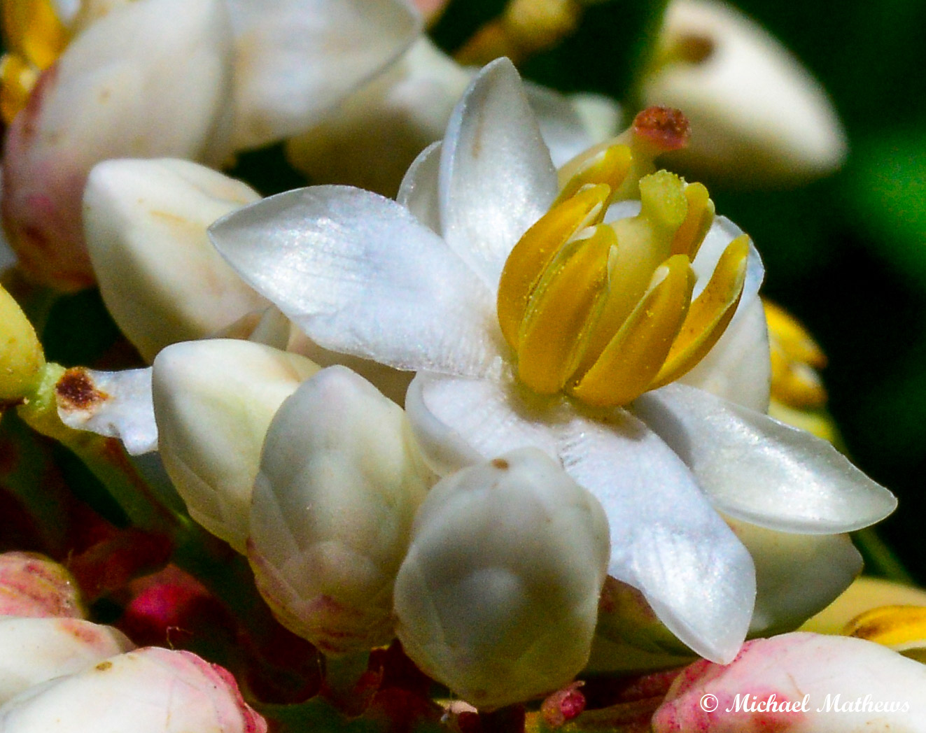 OrnamentalMicroTest051816 1