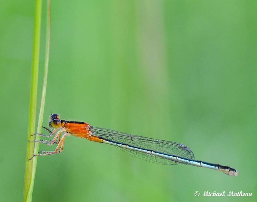 RambursForktailDamselfly 062116 (1 of 1)
