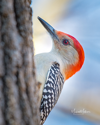RedBelliedWoodpeckerMale012818 2 1