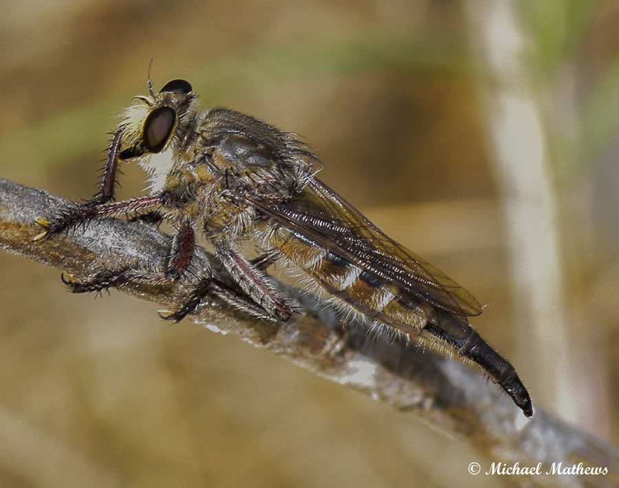 RobberFly061216 (3 of 1)