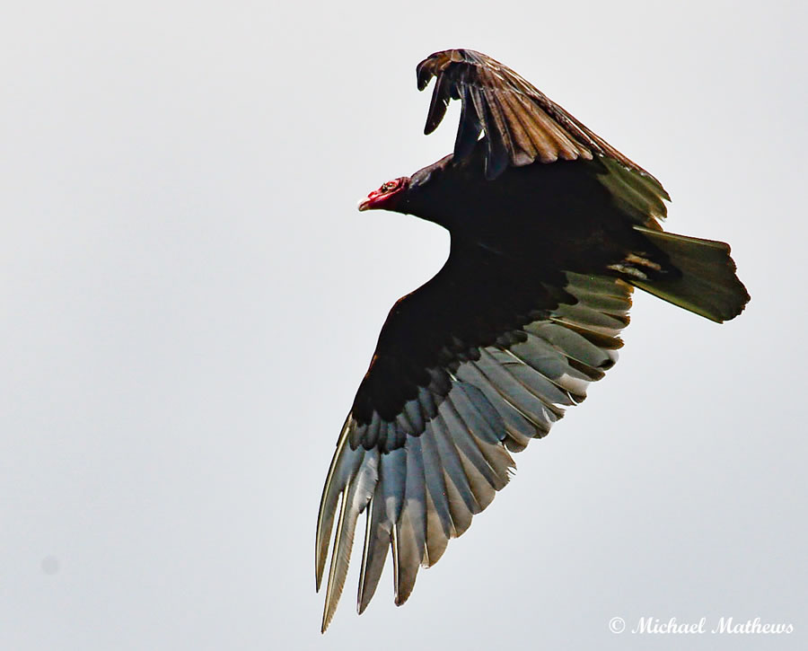 TurkeyVulture 062016 (1 of 1)