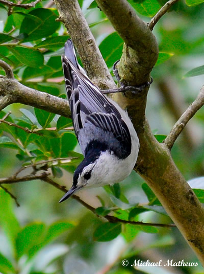 WhiteBrestedNuthatch050816 2