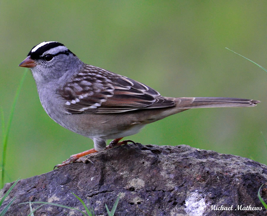 WhiteCrownedSparrow042116 3
