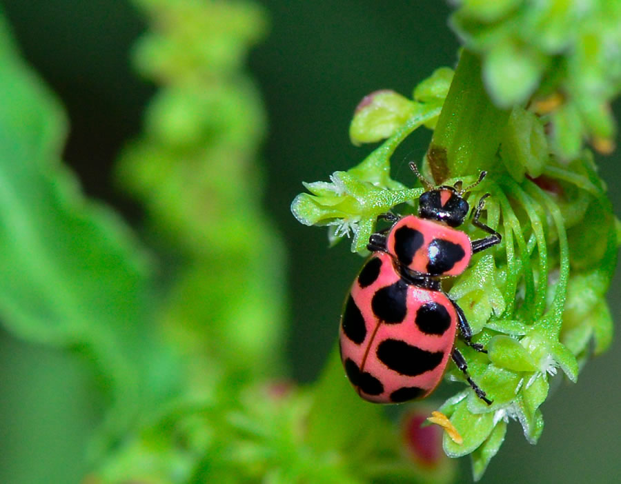 WillowLeafBeetle 060216 1