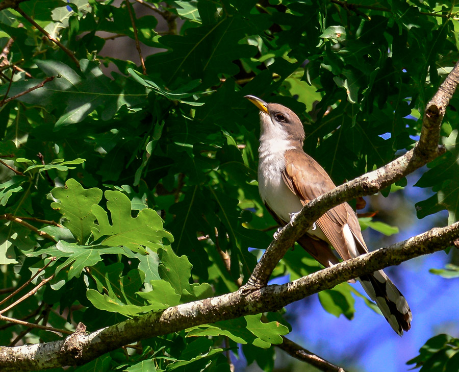 YellowBilledCuckoo 3