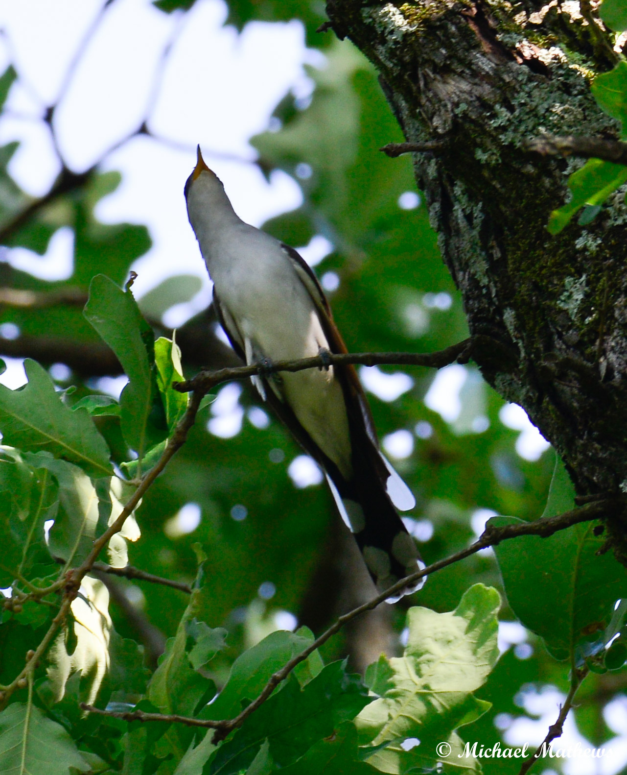 YellowBilledCuckooBelow051816 1