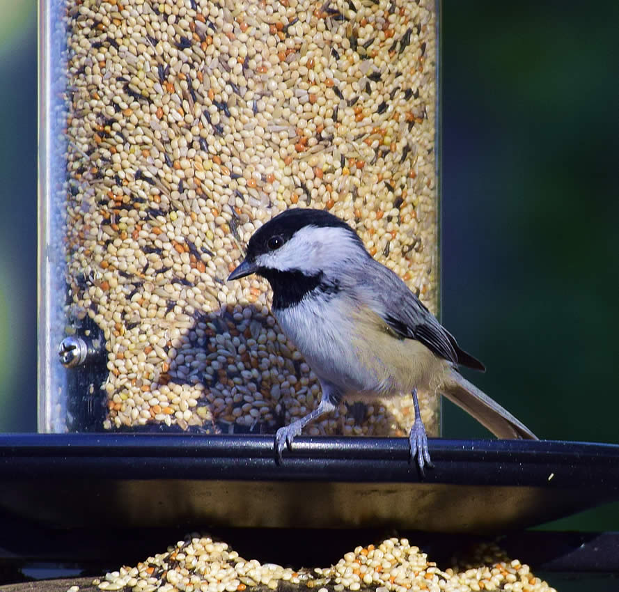 Chickadee - Taken with new lens 18-300mm