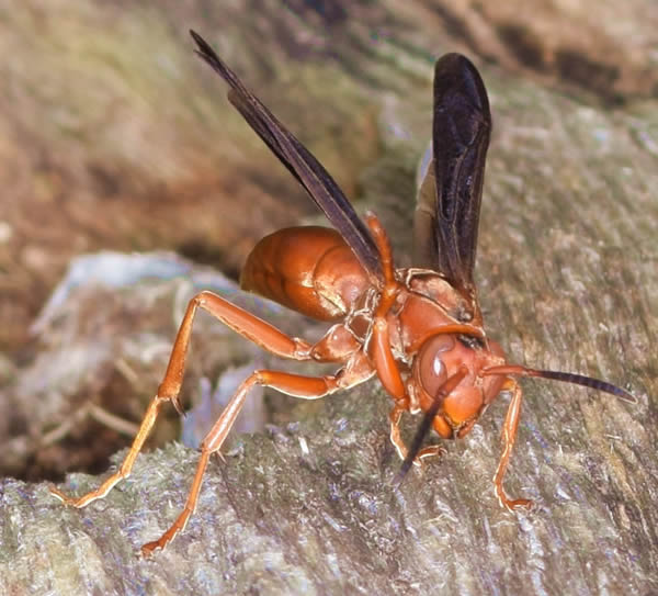 RedWasp051715
