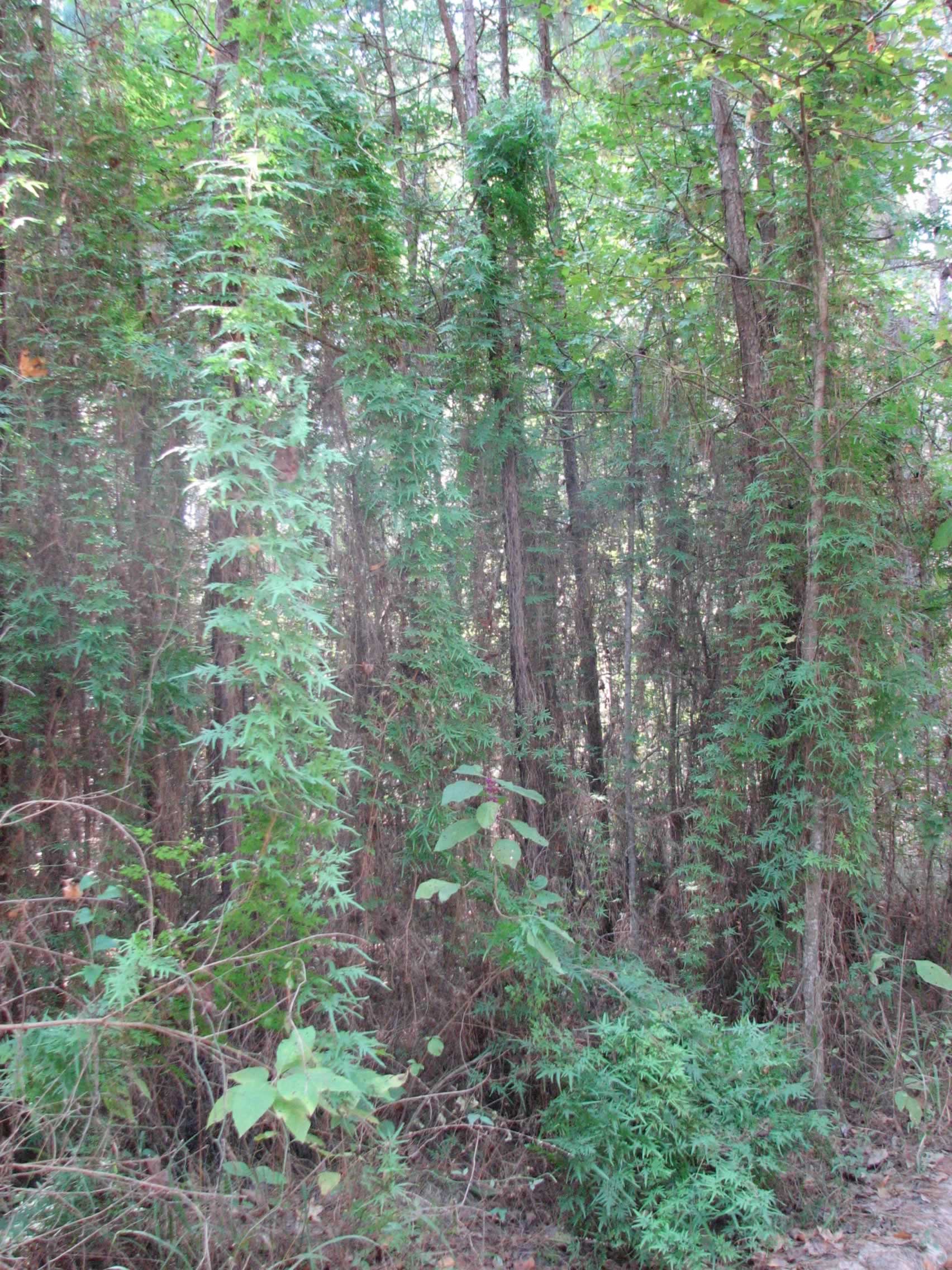 japanese climbing fern 102907 11