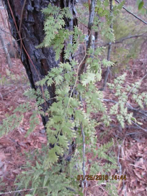 japanese climbing fern 805 unit 01252016 98