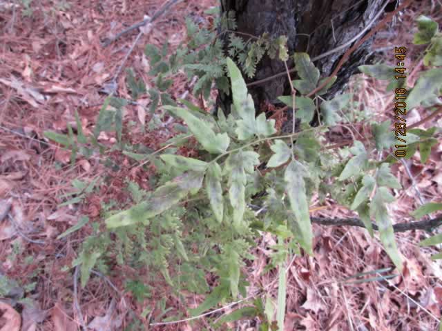 japanese climbing fern 805 unit 01252016 99