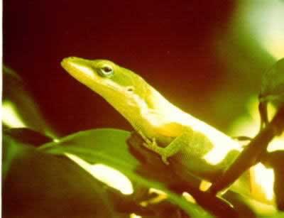 anolis